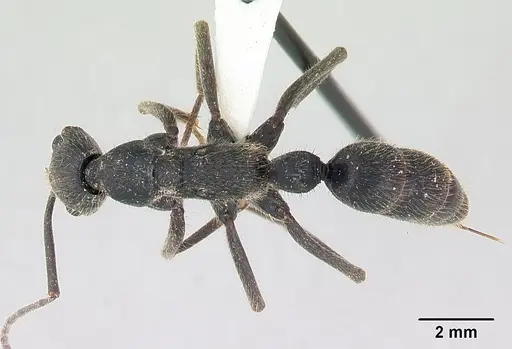 Leptogenys ingens specimen CASENT0178782 image casent0178782_1