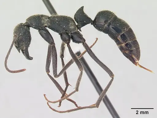Leptogenys ingens specimen CASENT0178782 image casent0178782_3