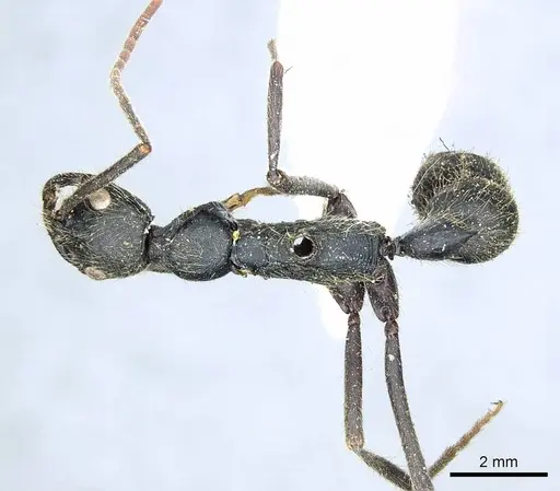Leptogenys ingens specimen CASENT0915878 image casent0915878_1