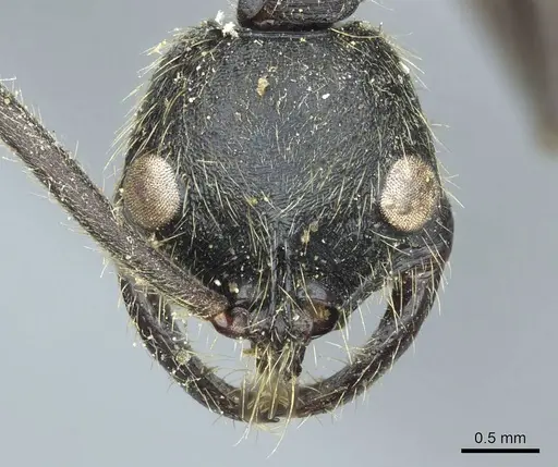Leptogenys ingens specimen CASENT0915878 image casent0915878_2