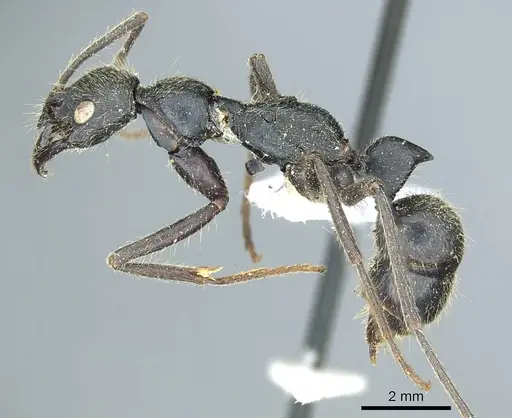 Leptogenys ingens specimen CASENT0915878 image casent0915878_3