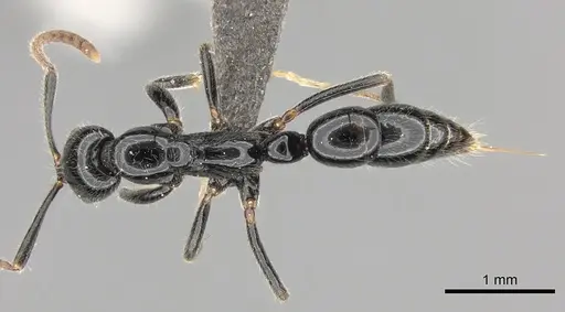 Leptogenys intermedia specimen CASENT0235910 image casent0235910_1