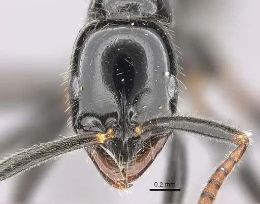 Leptogenys intermedia specimen CASENT0235910 image casent0235910_2