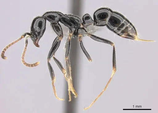 Leptogenys intermedia specimen CASENT0235910 image casent0235910_3