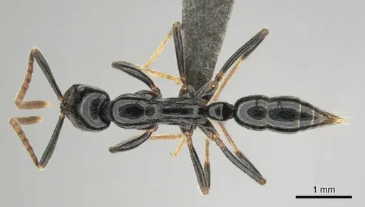 Leptogenys intermedia specimen CASENT0251923 image casent0251923_1