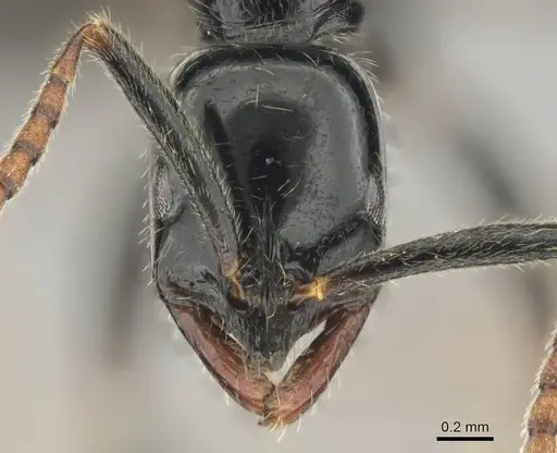 Leptogenys intermedia specimen CASENT0251923 image casent0251923_2