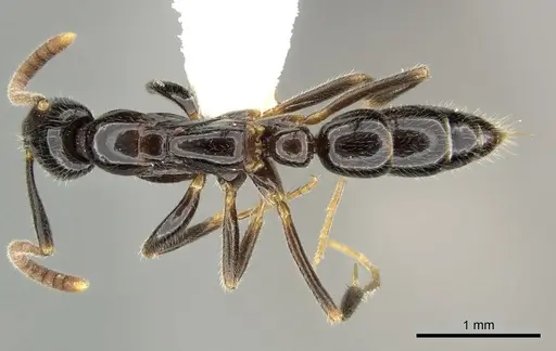 Leptogenys intermedia specimen CASENT0270561 image casent0270561_1