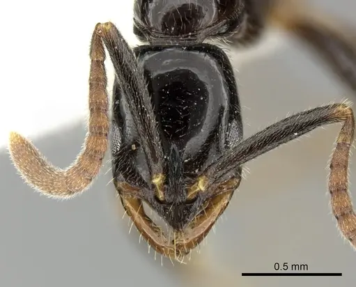 Leptogenys intermedia specimen CASENT0270561 image casent0270561_2