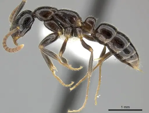Leptogenys intermedia specimen CASENT0270561 image casent0270561_3