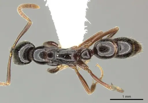 Leptogenys intermedia specimen CASENT0270562 image casent0270562_1