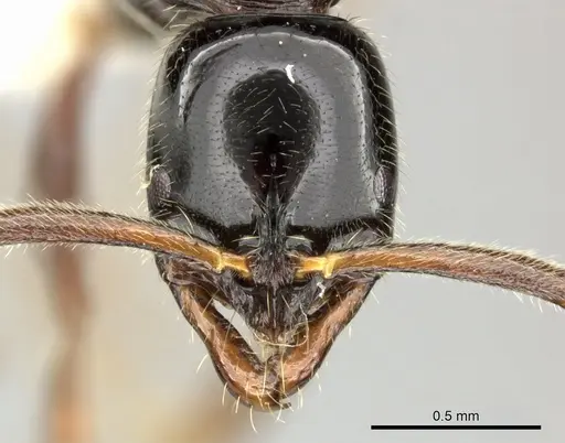 Leptogenys intermedia specimen CASENT0270562 image casent0270562_2
