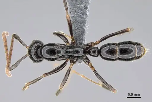 Leptogenys intermedia specimen CASENT0785937 image casent0785937_1