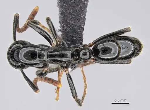 Leptogenys intermedia specimen CASENT0822208 image casent0822208_1