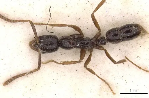 Leptogenys intermedia specimen CASENT0907356 image casent0907356_1