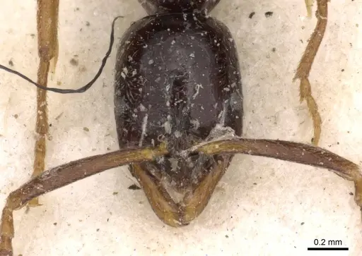Leptogenys intermedia specimen CASENT0907356 image casent0907356_2