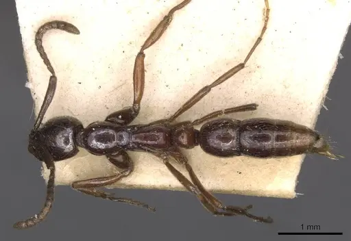 Leptogenys intermedia specimen CASENT0907358 image casent0907358_1
