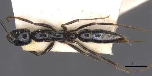 Leptogenys intermedia specimen CASENT0907359 image casent0907359_1