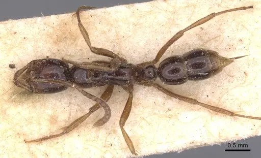 Leptogenys intermedia specimen CASENT0915230 image casent0915230_1