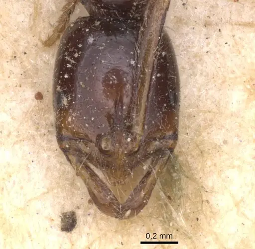 Leptogenys intermedia specimen CASENT0915230 image casent0915230_2