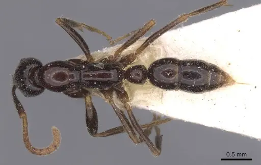 Leptogenys intermedia specimen CASENT0915231 image casent0915231_1
