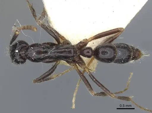 Leptogenys intermedia specimen CASENT0916844 image casent0916844_1