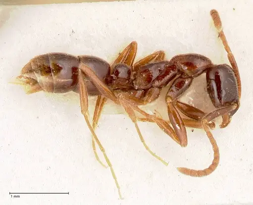 Leptogenys intermedia specimen FOCOL1031 image focol1031_3