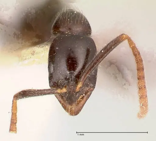 Leptogenys intermedia specimen FOCOL1032 image focol1032_2