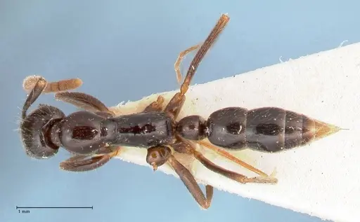 Leptogenys intermedia specimen FOCOL1033 image focol1033_1