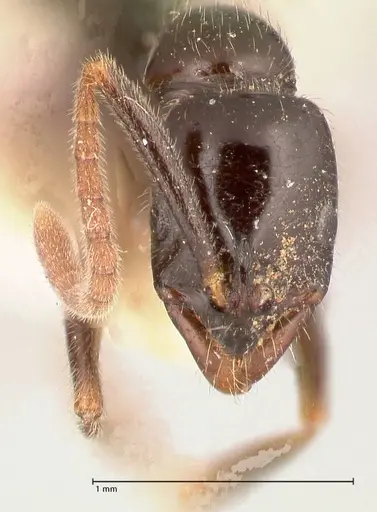 Leptogenys intermedia specimen FOCOL1033 image focol1033_2