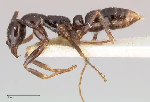 Leptogenys intermedia specimen FOCOL1033 image focol1033_3