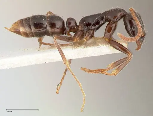 Leptogenys intermedia specimen FOCOL1033 image focol1033_4