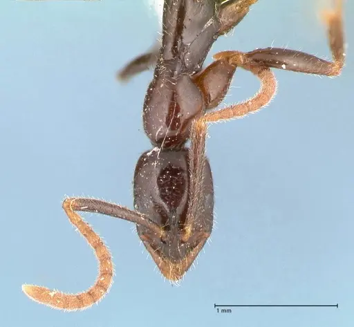Leptogenys intermedia specimen FOCOL1034 image focol1034_2