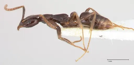 Leptogenys intermedia specimen FOCOL1034 image focol1034_3