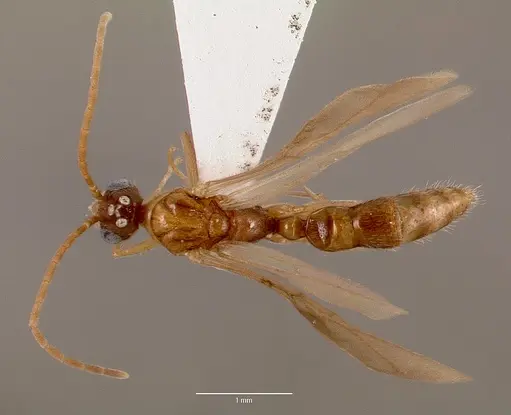 Leptogenys intermedia specimen SAM-HYM-C002646A image sam-hym-c002646a_1