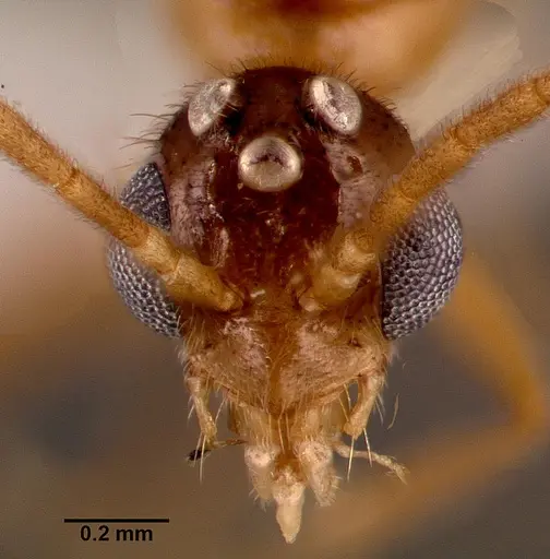 Leptogenys intermedia specimen SAM-HYM-C002646A image sam-hym-c002646a_2