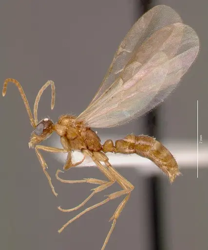 Leptogenys intermedia specimen SAM-HYM-C002646A image sam-hym-c002646a_3