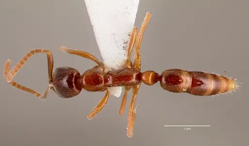 Leptogenys intermedia specimen SAM-HYM-C002646B image sam-hym-c002646b_1