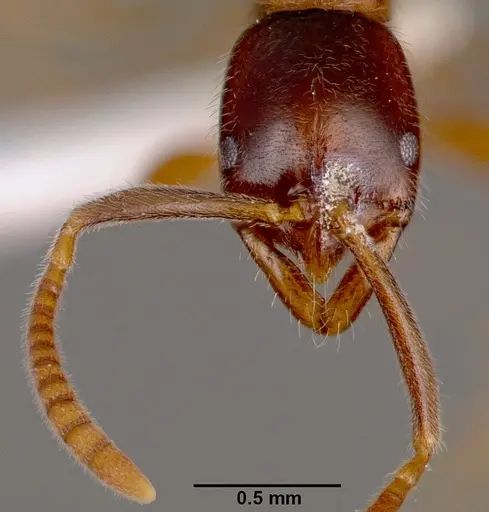 Leptogenys intermedia specimen SAM-HYM-C002646B image sam-hym-c002646b_3
