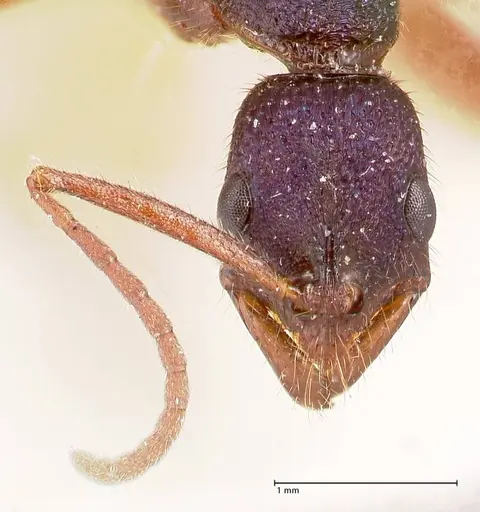 Leptogenys intricata specimen FOCOL0923 image focol0923_2