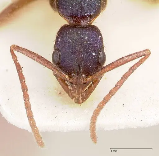 Leptogenys intricata specimen FOCOL0924 image focol0924_2