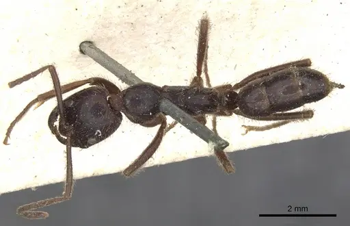 Leptogenys iridescens specimen CASENT0901354 image casent0901354_1
