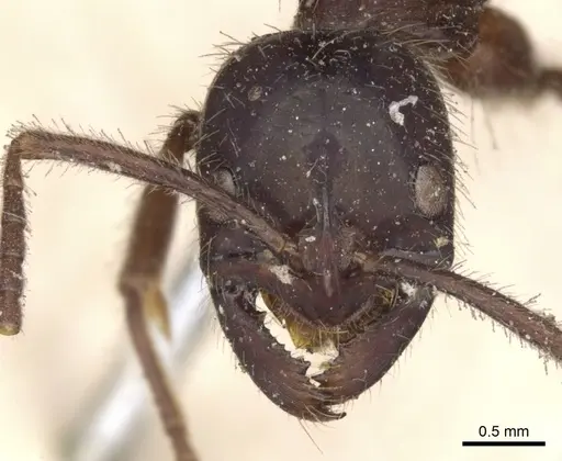 Leptogenys iridescens specimen CASENT0901354 image casent0901354_2
