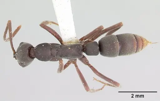 Leptogenys ixta specimen CASENT0178813 image casent0178813_1