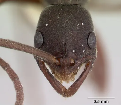 Leptogenys ixta specimen CASENT0178813 image casent0178813_2