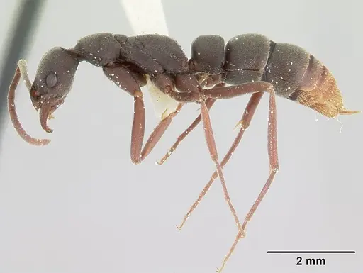 Leptogenys ixta specimen CASENT0178813 image casent0178813_3