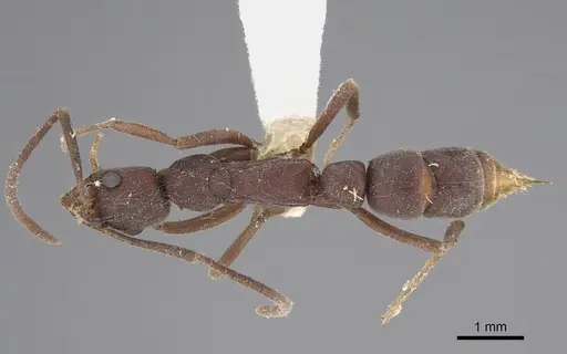 Leptogenys ixta specimen CASENT0248766 image casent0248766_1