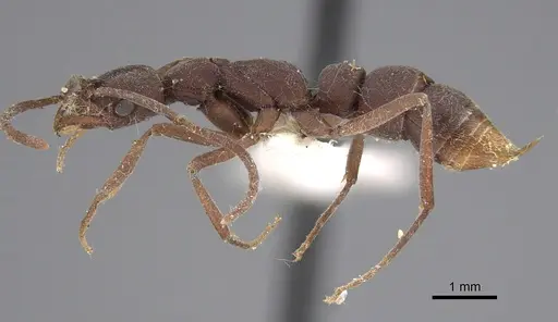 Leptogenys ixta specimen CASENT0248766 image casent0248766_3