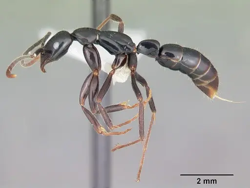 Leptogenys johary specimen CASENT0102923 image casent0102923_3