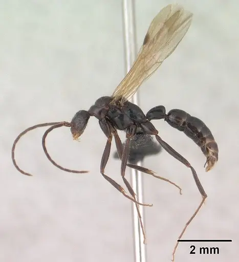 Leptogenys johary specimen CASENT0144593 image casent0144593_3