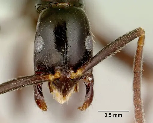 Leptogenys johary specimen CASENT0175314 image casent0175314_2